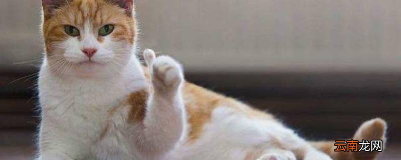 猫咪可以吃黄参吗