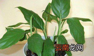 家里为什么不能种万年青 为什么家里不能种万年青