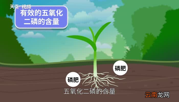 磷肥的作用 什么是磷肥