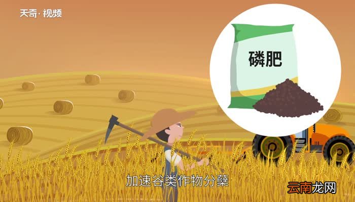 磷肥的作用 什么是磷肥
