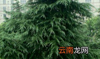 家里为什么不能种雪松树 家里不能种雪松树的原因