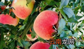 送别人桃子有什么讲究吗 送别人桃子有啥讲究吗