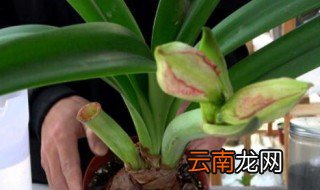 观赏百合种球可以吃吗 观赏百合种球可不可以吃