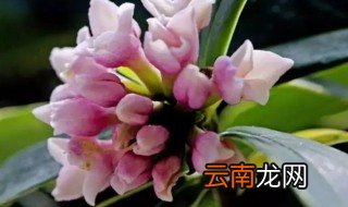 瑞香怎么种才容易生长 怎样种好瑞香