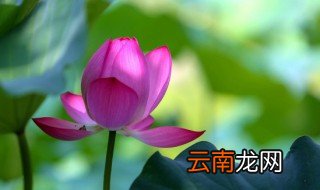 荷花玉兰果实有什么用 荷花玉兰果实有什么作用