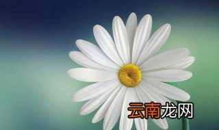 小雏菊为什么不能送人 小邹菊不能送人的原因