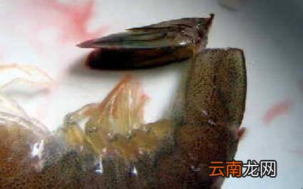 虾头怎么清洗