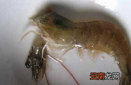虾头怎么清洗