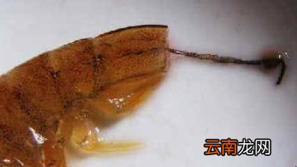 虾头怎么清洗
