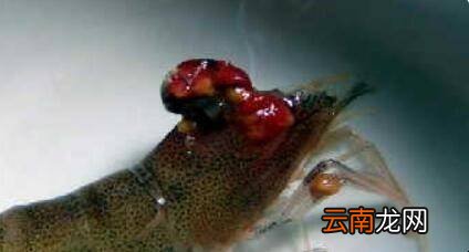 虾头怎么清洗