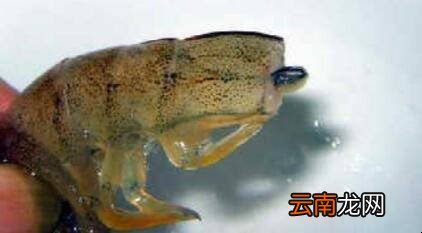 虾头怎么清洗