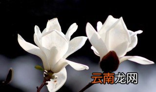 玉兰花什么时候开花语是什么 玉兰花的简介