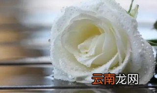为什么白玫瑰不能随便送人 为啥白玫瑰不能随便送人