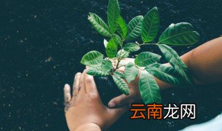幸福树什么时候发芽 幸福树发芽时间