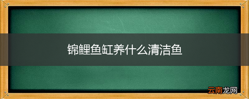 锦鲤鱼缸养什么清洁鱼