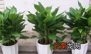 万年青根发烂什么原因 万年青根发烂啥原因