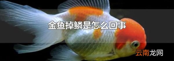 金鱼掉鳞是怎么回事