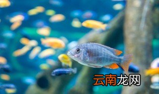 金鱼放哪里风水好 金鱼放家里哪里最旺财