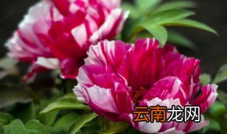 大丽花共有多少个品种 大丽花的品种介绍