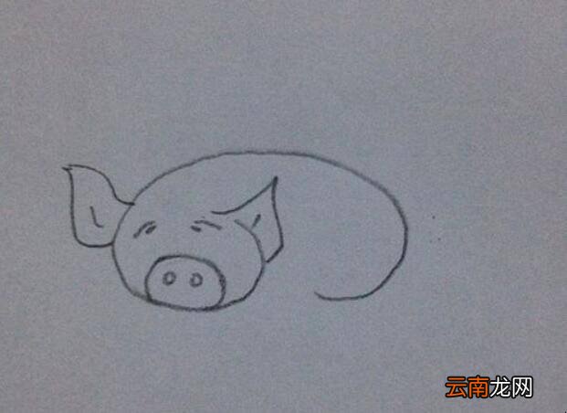 小动物怎么画按照笔顺