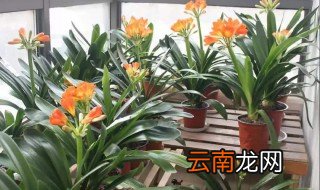 君子兰能不能见阳光 君子兰究竟能不能见太阳