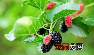 自桑葚什么季节成熟 桑葚在什么季节成熟