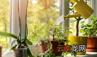 长寿花开花时能晒太阳吗 长寿花开花时晒太阳好不好呢