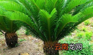 铁树养一对还是养一颗 铁树怎么养