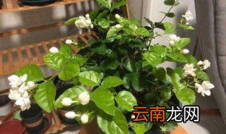 养茉莉花的禁忌 养茉莉花的禁忌简单介绍