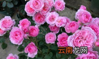 月季海神王的优缺点 月季海神王的优缺点是什么