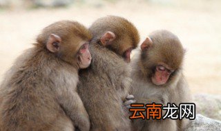 属猴的戴什么招财 属猴今年适合戴什么招财