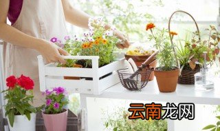 花卉施肥八大禁忌 花卉施肥有哪些禁忌