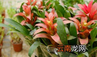 鸿运当头的花语和寓意 鸿运当头的花语及寓意介绍