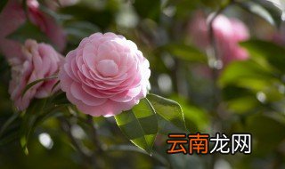 山茶花养殖的禁忌 山茶花的养殖禁忌有哪些