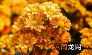 菊花的风水禁忌 菊花的风水禁忌有哪些