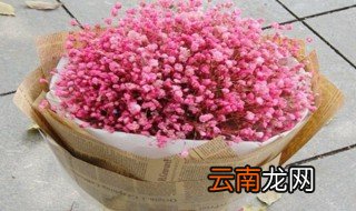 粉色满天星送给什么人 可以把粉色满天星送给什么人