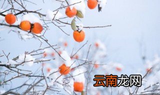 柿子放冰箱还是常温好 柿子是放冰箱冷藏好还是常温好
