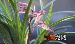 初养兰花四禁忌 初养兰花的注意事项