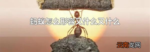 蚂蚁怎么形容又什么又什么