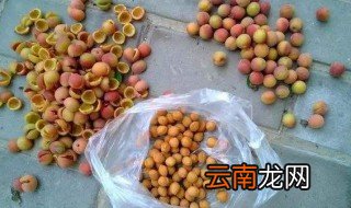 榆叶梅果实能吃吗 榆叶梅果实可不可以吃