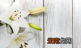 香水百合的花语是什么 香水百合意义是什么