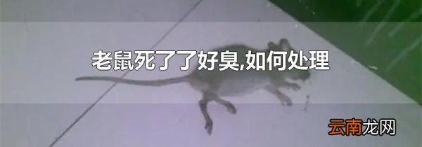 老鼠死了了好臭,如何处理
