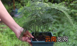 为什么文竹不能随便养 文竹不能随便养原因介绍