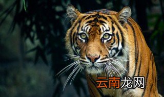 属虎的人佩戴什么招财 属虎的人戴什么招财