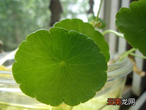 金钱草和铜钱草有哪些区别