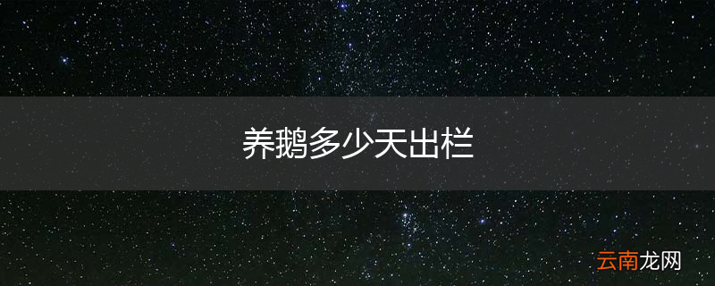 养鹅多少天出栏