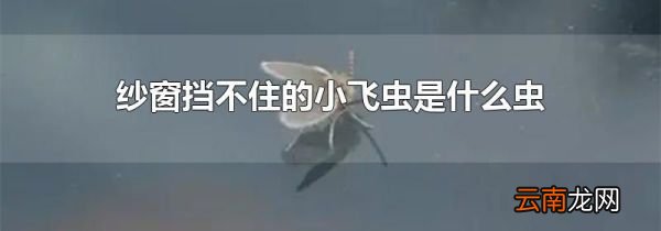 纱窗挡不住的小飞虫是什么虫