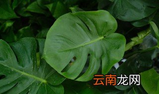 龟背竹花语是什么 龟背竹花语简介