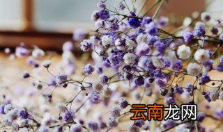 满天星应该送给什么人 满天星花朵适合送给哪些人