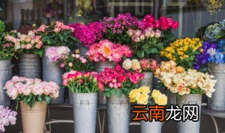 迎送宾客送什么花 迎送宾客适合送啥花呢